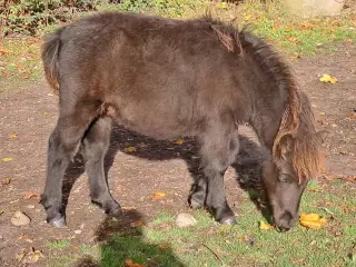 Shetlandspony 1 års hingsteplage. 