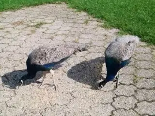Påfugle