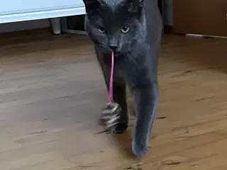 British Shorthair/Norsk skovkat hankat 1 år 