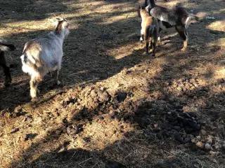 3 gedekid sælges