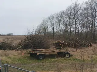 Friskfældet billigt brænde