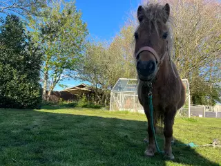 Shetlandspony
