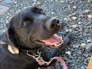 Dejlig og kærlig og lydig hund 