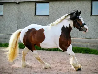 Irish cob hoppe 