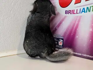 Chinchilla unge 