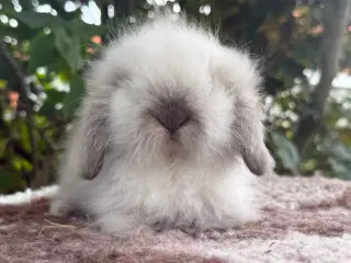 Mini lion lop pige