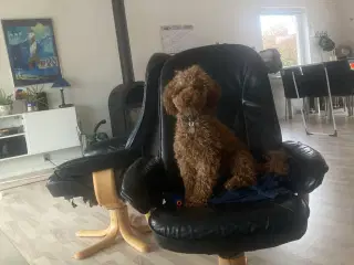 Dværg Puddel  Han hund tilbydes til avl 