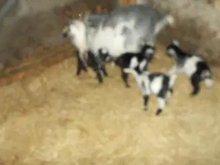 afrikanske dværggeder