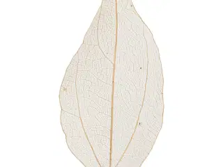 Skeletblade 4,5-8 cm - 20 stk. Naturlig Dekoration