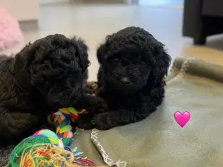 Maltipoo 