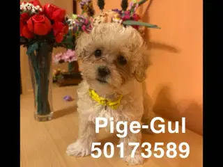 Maltipoo 8uger