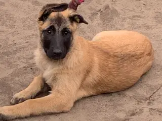 Hunde hvalpe 