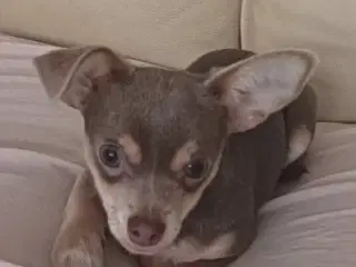Chihuahua mix ,I flot blå farve