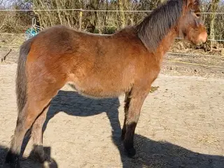 dejlig ung familie pony hoppe til salg