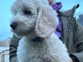 Doodle hvalpe, fældefri