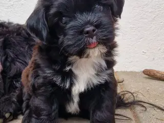 Bichon Havanais hvalpe.