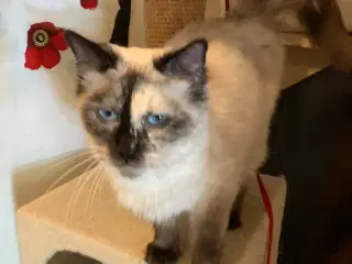 Ragdoll - hun kat. 