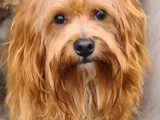 Bichon Havanais hvalpe