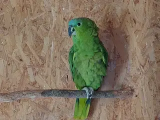 Costa Rica Amazone  Papegøje