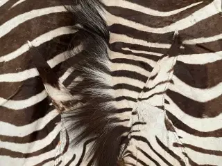 Stort zebraskind 