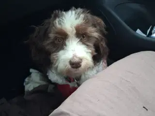 Bichon havanais tæve 