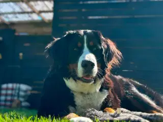 Berner Sennen hvalpe (Venteliste)