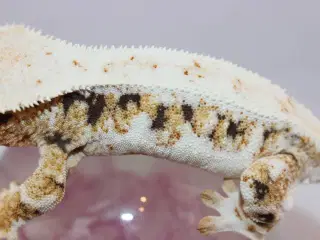 Kronegekko Tri-color Lilly-White hun