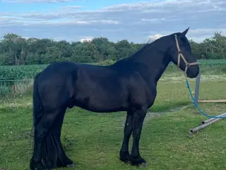 Barok pinto vallak