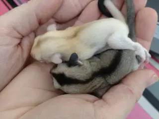 Sugar glider