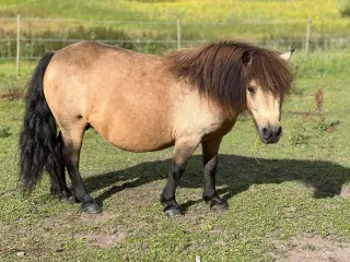 Smuk pony