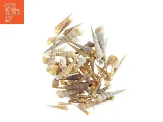Samling af eremit krebs strandskaller (str. 3,5 x 1 cm til 13 x, 3 cm)