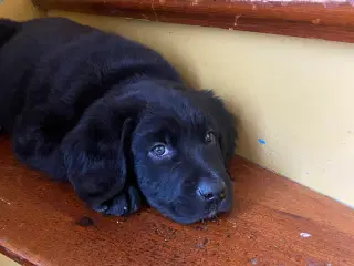 Labrador x rottweiler 