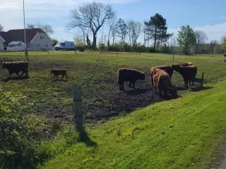Skotsk Højland kvæg