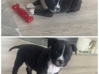 Staffordshire bull terrier hvalpe
