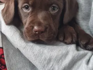 Brune Labrador hvalpe sælges. 3 tæver og 5 hanner