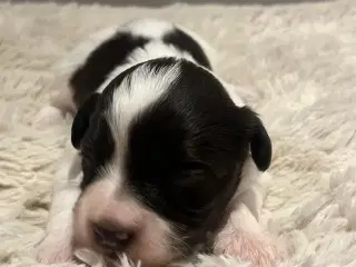 Bichon Havanais hvalpe med DKK stamtavle. 