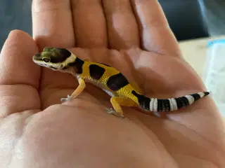 Leopardgekko unger sælges