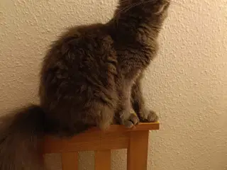 Maine coon pige