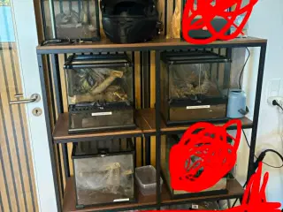 Edderkopper + Terrarium 