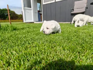 Westie hvalpe