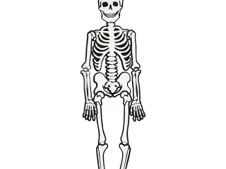 Selvlysende Skelet 120 cm - Perfekt til Dekoration