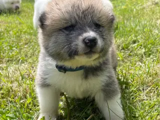 Akita Inu hvalpe