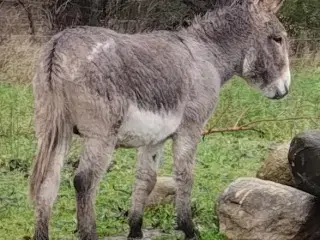 Æsel hingst 
