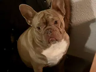 Fransk Bulldog ( Speedy )