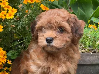 Smukke & Søde Bichon Havanais 💐