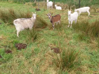 Geder (2 mødre + 4 gededyr) 