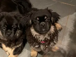 Tibetansk spaniel tæve med stamtavle