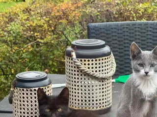 Kattekillinger