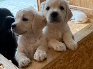Gold Retriever blandinger