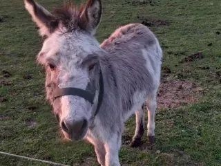 æsel hingst sælges
